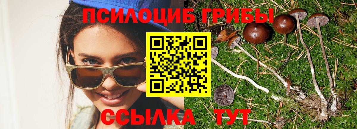 Галлюциногенные грибы Psilocybe Иваново